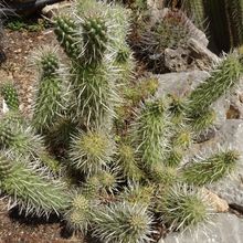 Una foto de Cylindropuntia bigelovii
