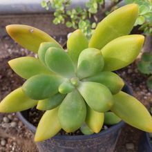 Foto de un cactus que se está identificando actualmente