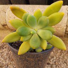 Foto de un cactus que se está identificando actualmente