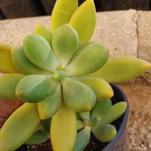 Foto de un cactus que se está identificando actualmente