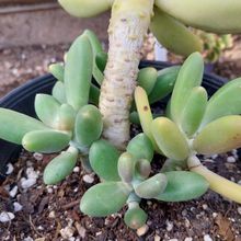 Foto de un cactus que se está identificando actualmente