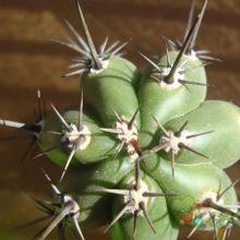 Una foto de Pachycereus fulviceps