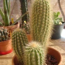 A photo of Espostoa guentheri