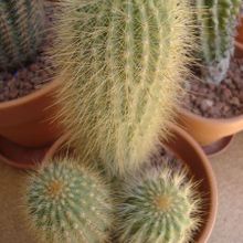 A photo of Espostoa guentheri