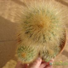 A photo of Espostoa guentheri
