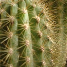 A photo of Espostoa guentheri
