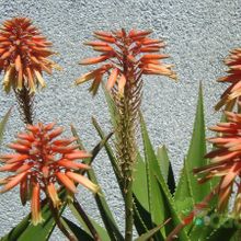 Una foto de Aloe x delaetii (Aloe ciliaris x Aloe succotrina)