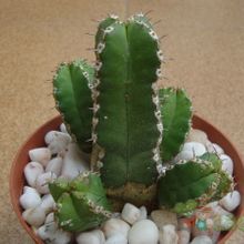 Una foto de Euphorbia makallensis