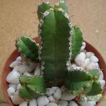 Una foto de Euphorbia makallensis