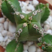 Una foto de Euphorbia makallensis