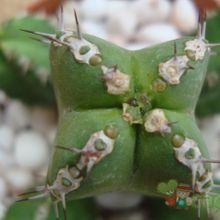 Una foto de Euphorbia makallensis