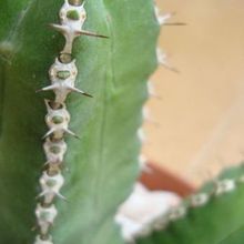 Una foto de Euphorbia makallensis