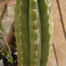 A photo of Echinopsis peruviana