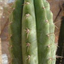 A photo of Echinopsis peruviana