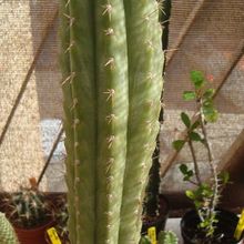 A photo of Echinopsis peruviana