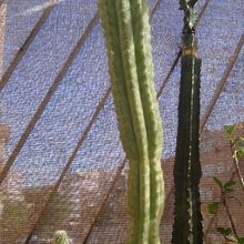 A photo of Echinopsis peruviana