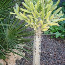 A photo of Euphorbia tenuirama