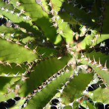 A photo of Euphorbia tenuirama