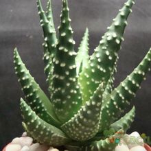 A photo of Haworthia pumila