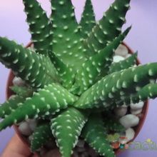 A photo of Haworthia pumila
