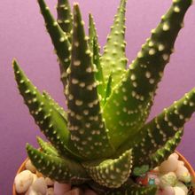 A photo of Haworthia pumila
