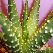 A photo of Haworthia pumila