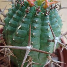 Una foto de Euphorbia stellispina