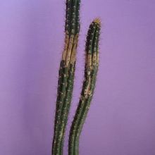 Una foto de Harrisia pomanensis