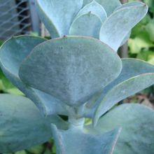 A photo of Cotyledon orbiculata cv. silver waves