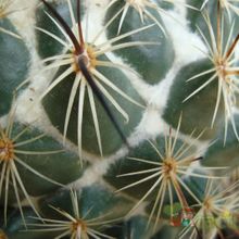 Una foto de Coryphantha pallida