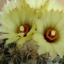 A photo of Coryphantha pallida