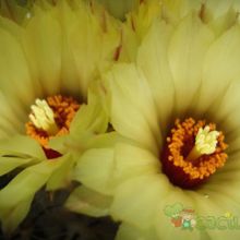 Una foto de Coryphantha pallida