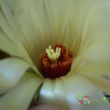 Una foto de Coryphantha pallida