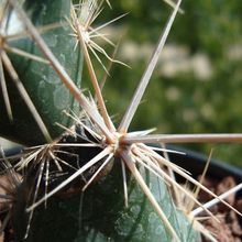 Una foto de Corynopuntia invicta