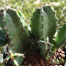 A photo of Euphorbia resinifera