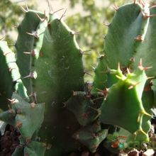 A photo of Euphorbia resinifera