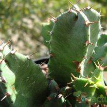 A photo of Euphorbia resinifera