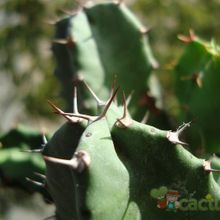 A photo of Euphorbia resinifera