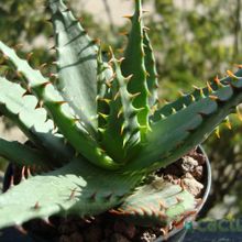Una foto de Aloe broomii