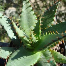 Una foto de Aloe broomii