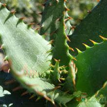 Una foto de Aloe broomii