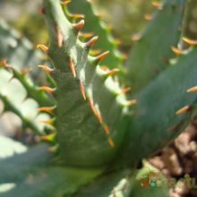 Una foto de Aloe broomii
