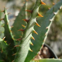 Una foto de Aloe broomii