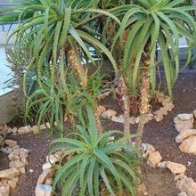 Una foto de Aloe arborescens