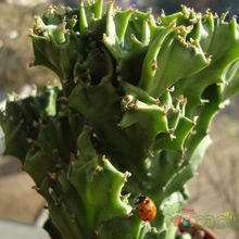 Una foto de Euphorbia lactea fma. crestada