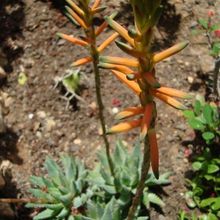 A photo of Aloe brevifolia