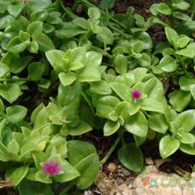 A photo of Mesembryanthemum cordifolium