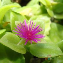 A photo of Mesembryanthemum cordifolium