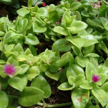 A photo of Mesembryanthemum cordifolium