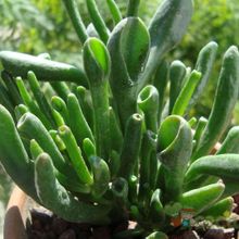 A photo of Crassula ovata cv. gollum